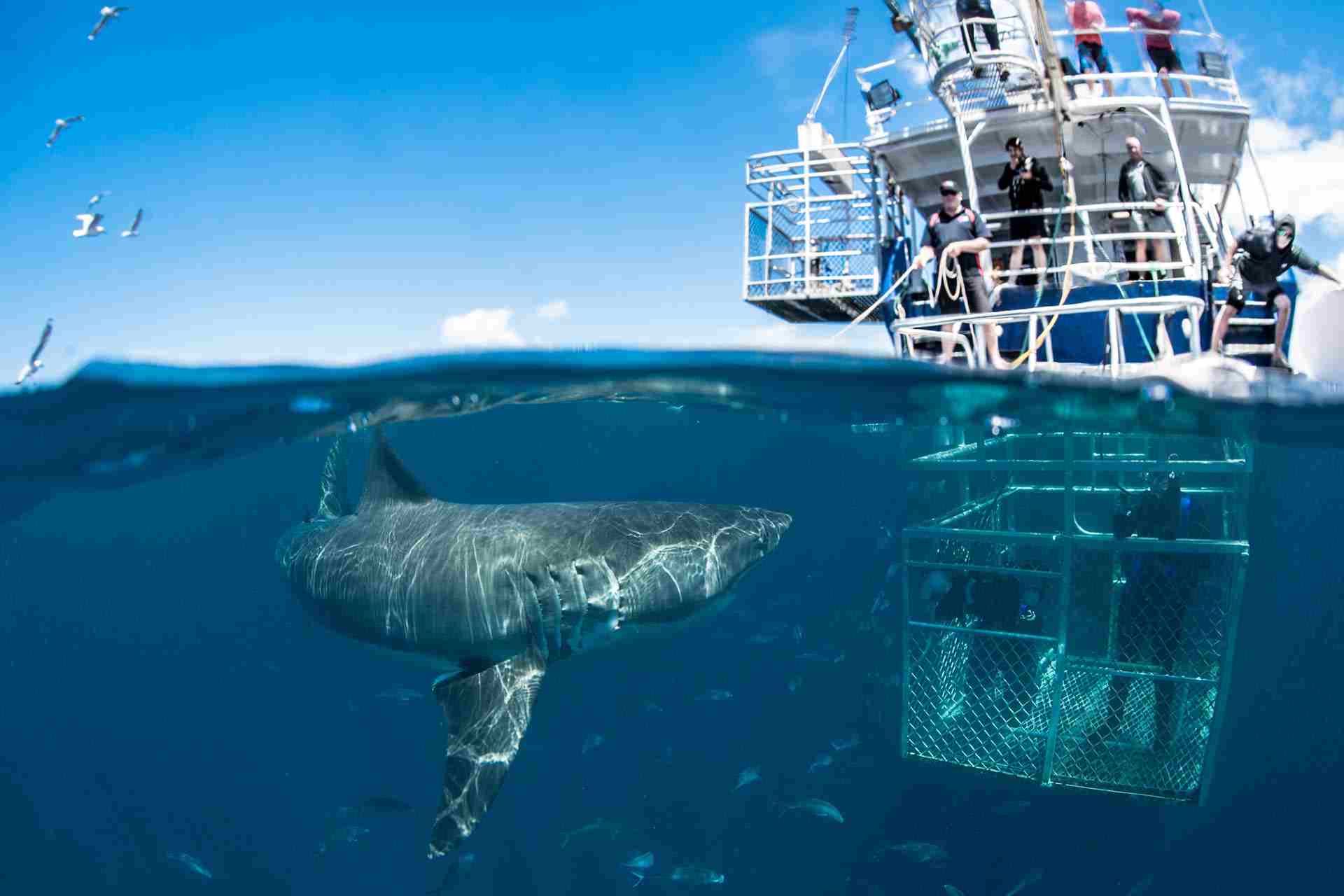 Shark Diving Cape Town All About Great White Shark Diving In Cape Town Shark Diving Cape Town All About Great White Shark Diving In Cape Town