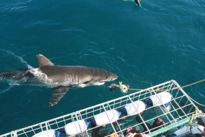 Shark-Cage-Diving-Cape-Town