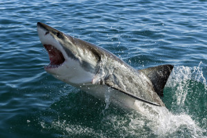 Shark-Cape-Town