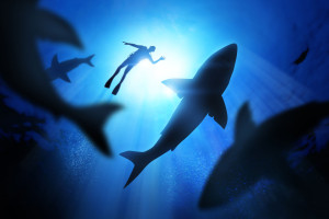 Shark-Diving-Cape-Town