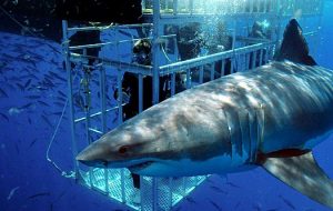 shark diving companies