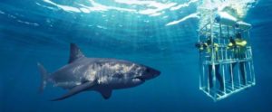 great white shark