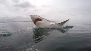great white shark in cape town