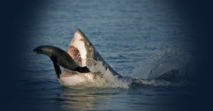 shark breaching