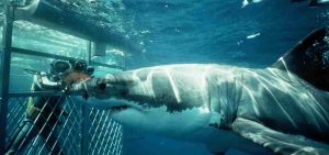 shark-cage-diving