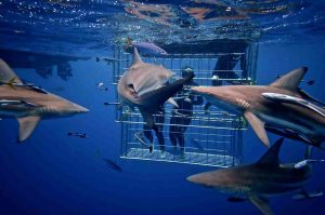 shark cage diving