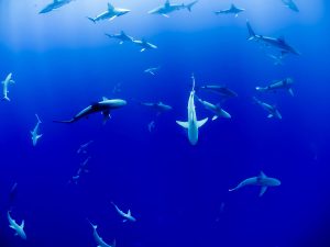 Sharks swimming underwater in the ocean