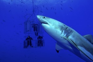 Great-White-Shark-Cage-Diving
