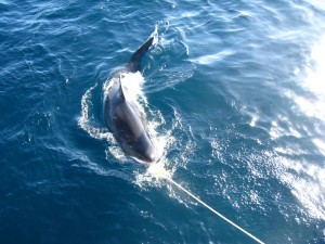 IMG_4607-gansbaai-cage-shark-diving  