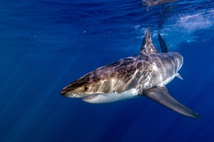 Shark-Cage-Diving-Cape-Town-Great-White