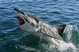 Shark-Cape-Town